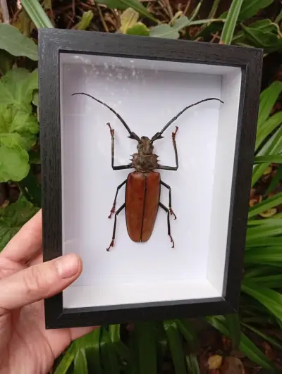 Escarabajo disecado en marco decorativo - miniatura 1