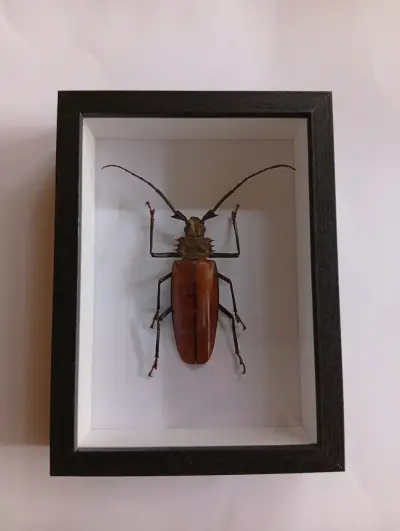 Escarabajo disecado en marco decorativo - miniatura 2