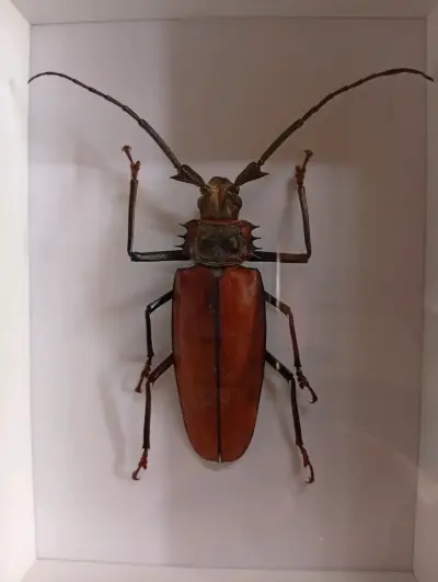 Escarabajo disecado en marco decorativo - miniatura 4