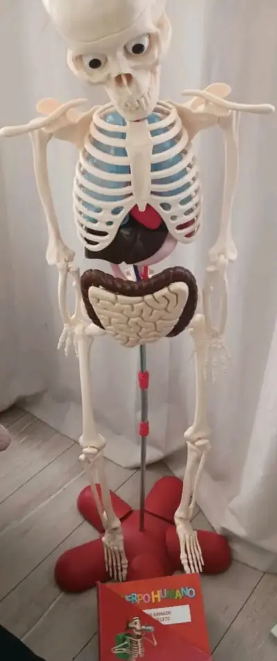 Esqueleto humano educativo con órganos desmontables - miniatura 2
