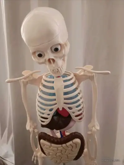 Esqueleto humano educativo con órganos desmontables - miniatura 3