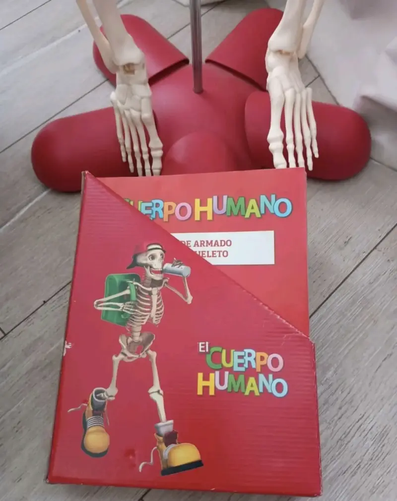 Esqueleto humano educativo con órganos desmontables - 4
