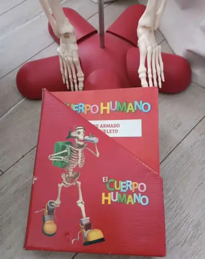 Esqueleto humano educativo con órganos desmontables - miniatura 4