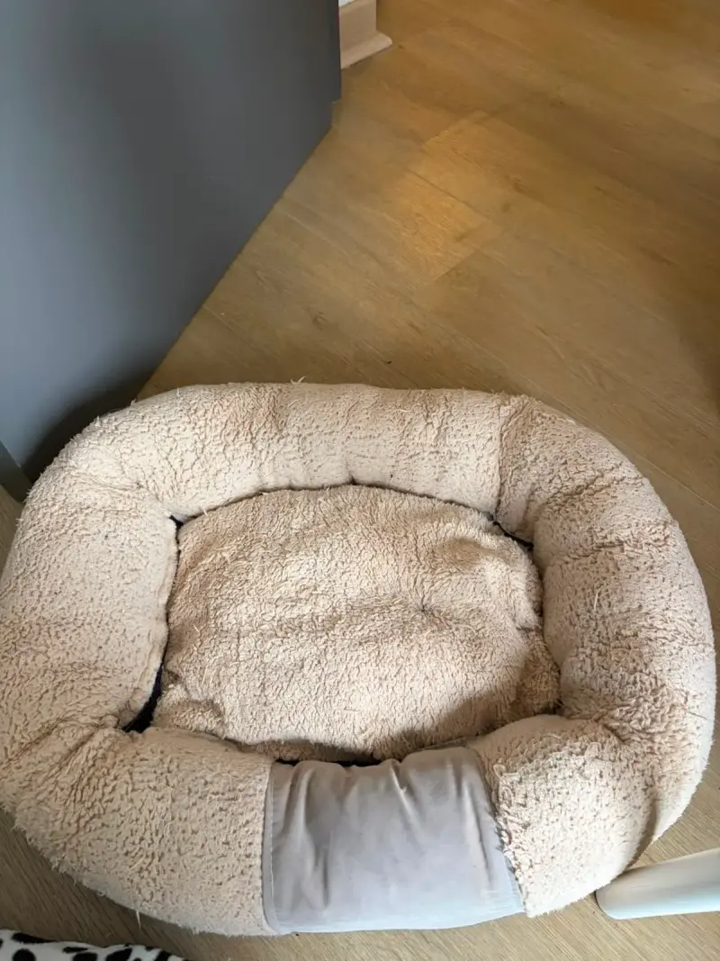 Cama de perrito usada - 2