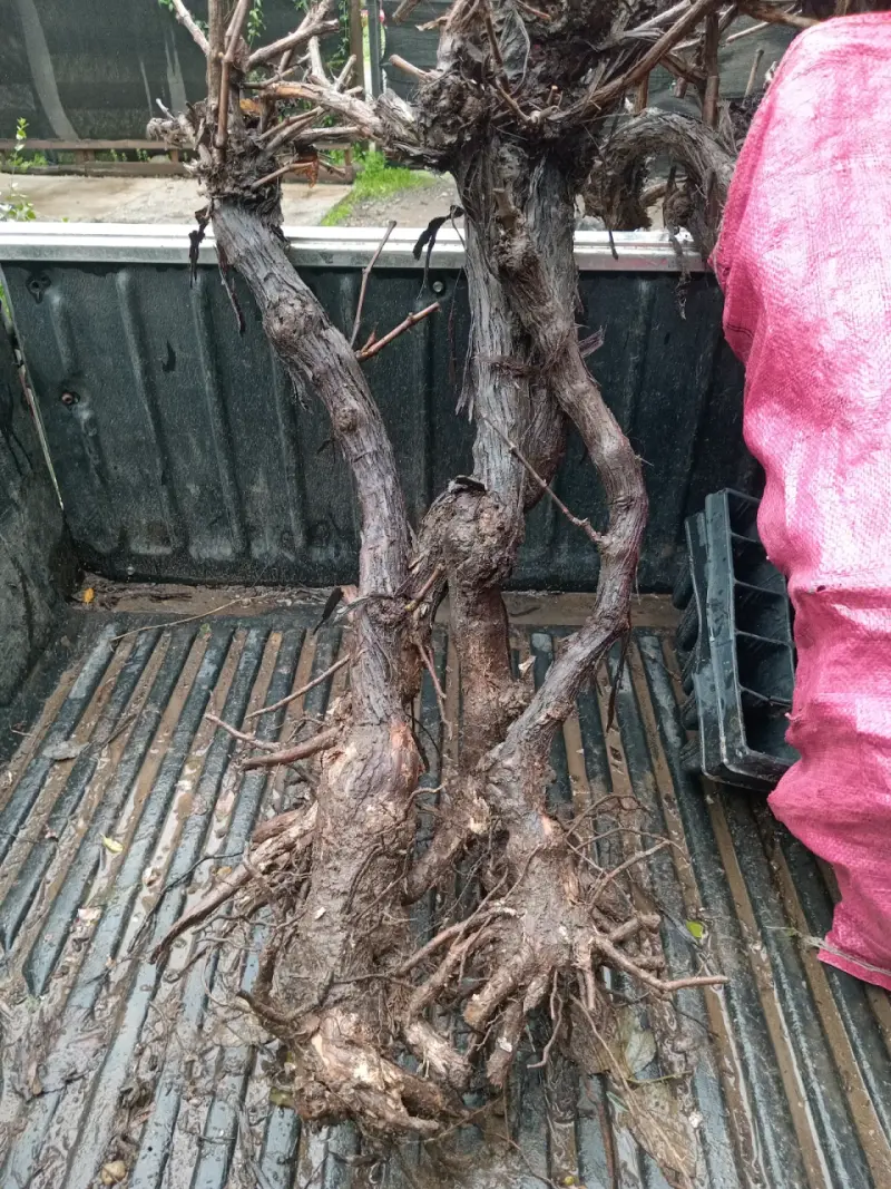 Cepas de vid para cultivo de uvas - 1