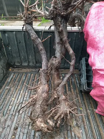 Cepas de vid para cultivo de uvas - miniatura 1