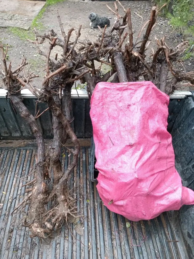 Cepas de vid para cultivo de uvas - 2