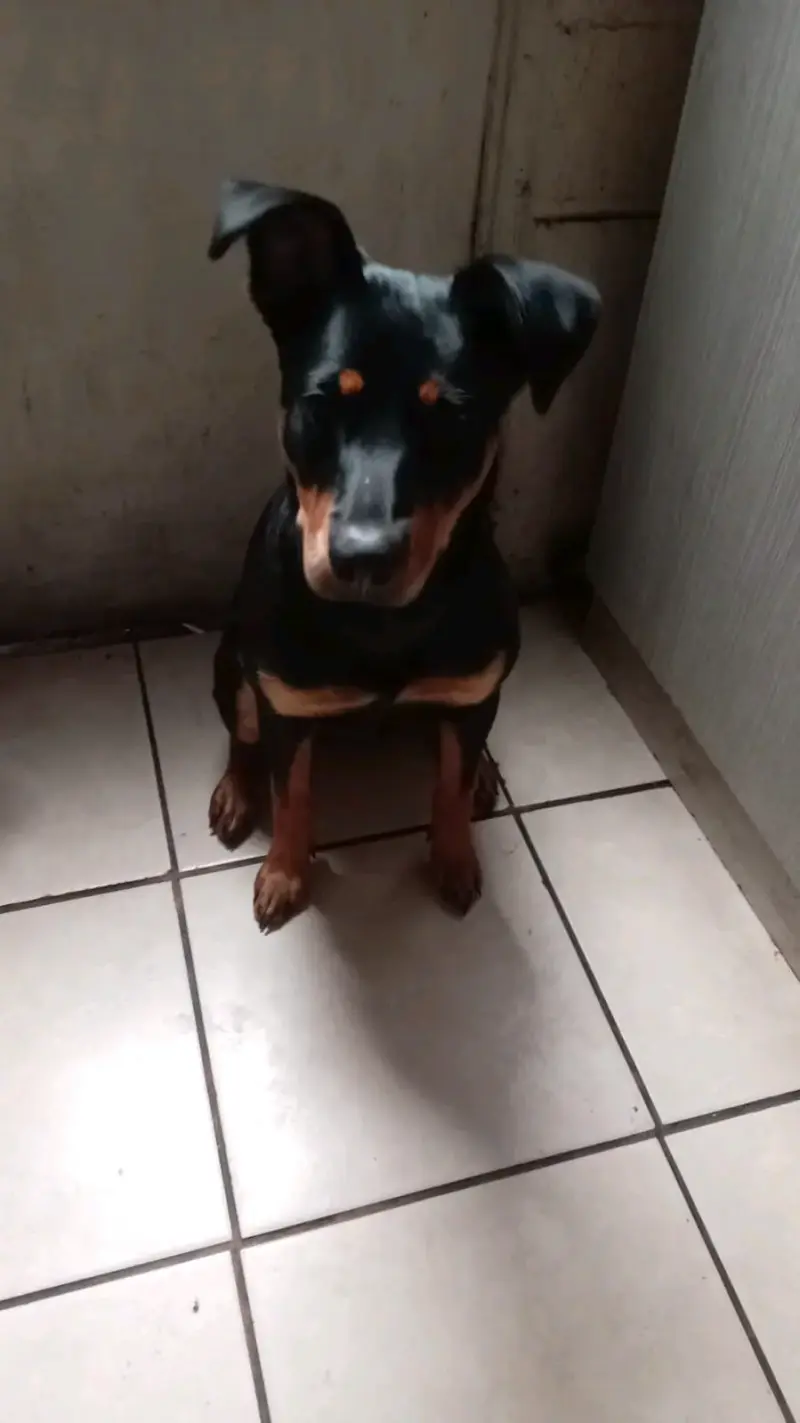Adopción de perrita