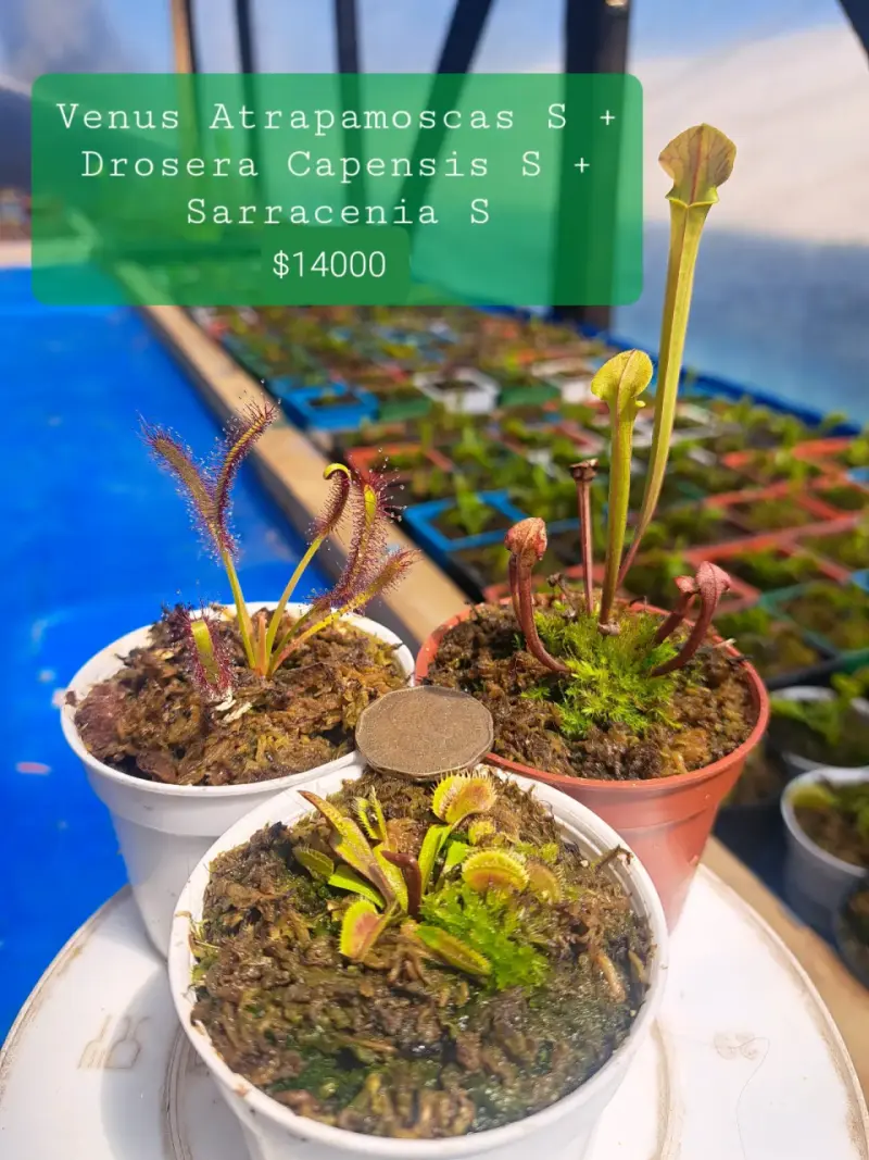 Pack de Plantas Carnívoras: Venus, Drosera y Sarracenia - 1