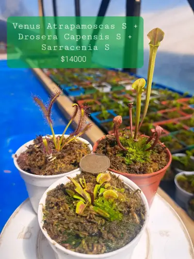 Pack de Plantas Carnívoras: Venus, Drosera y Sarracenia - miniatura 1