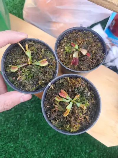Pack de Plantas Carnívoras: Venus, Drosera y Sarracenia - miniatura 2