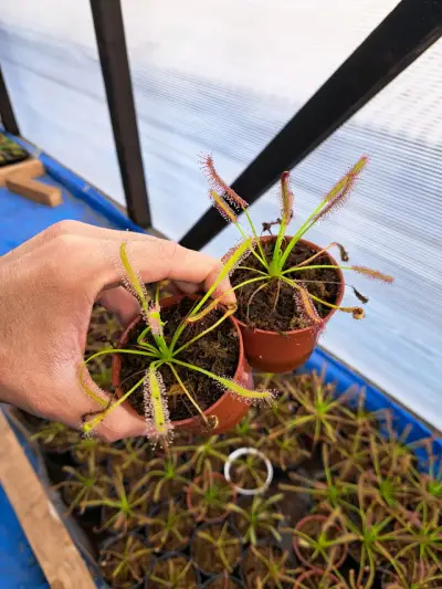 Pack de Plantas Carnívoras: Venus, Drosera y Sarracenia - miniatura 4