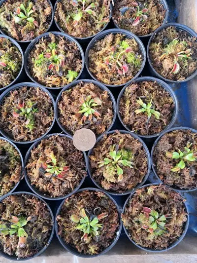 Planta carnívora Venus Atrapamoscas - miniatura 2