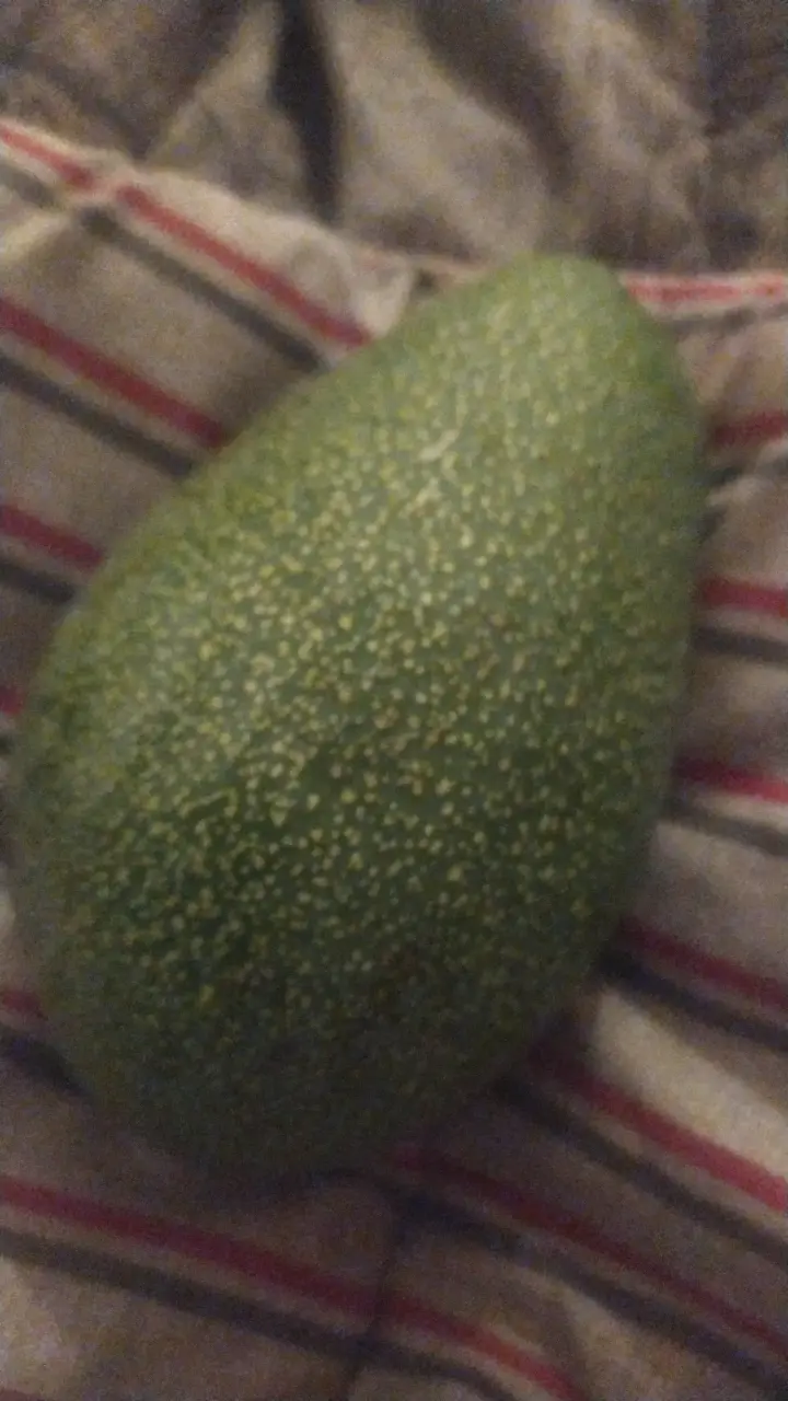 Palta californiana fresca