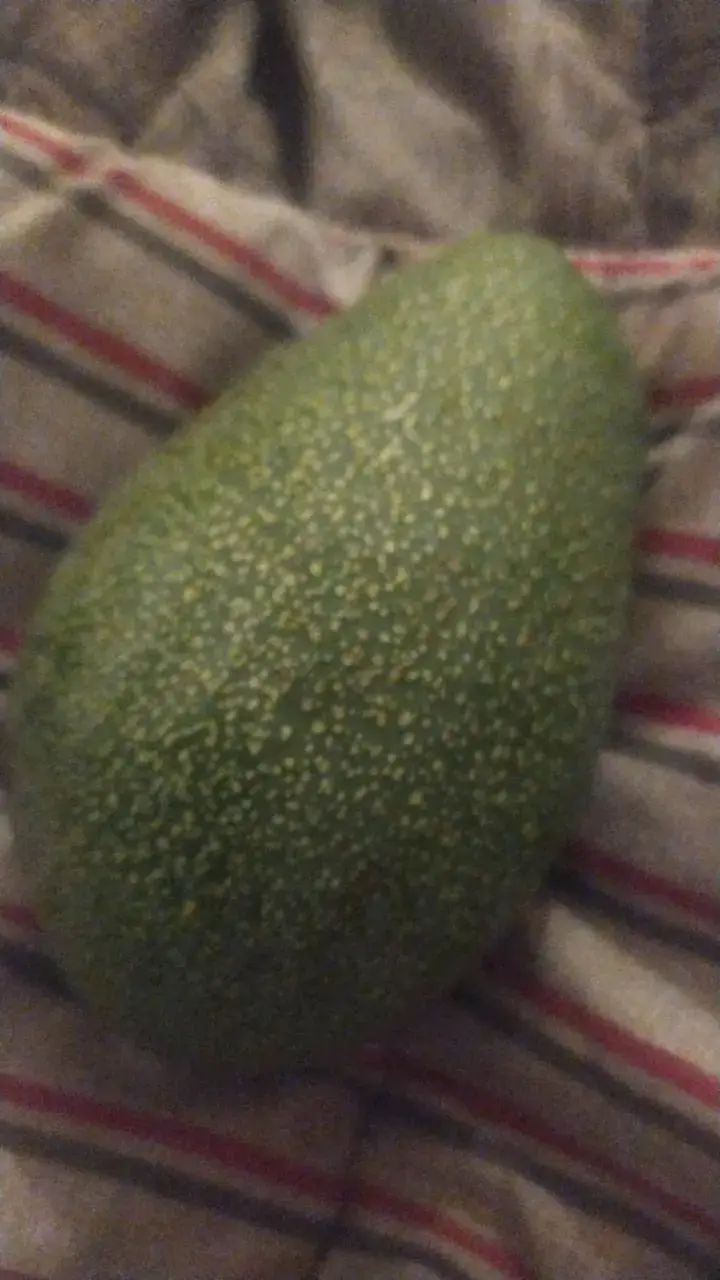 Palta fresca de alta calidad