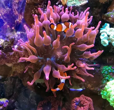 Anémona burbuja tricolor acuario marino - miniatura 1