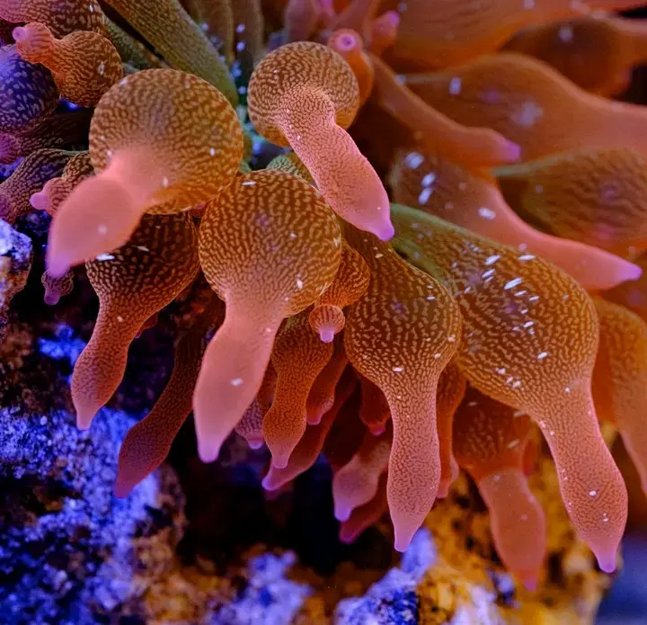 Anémona burbuja tricolor acuario marino - 2