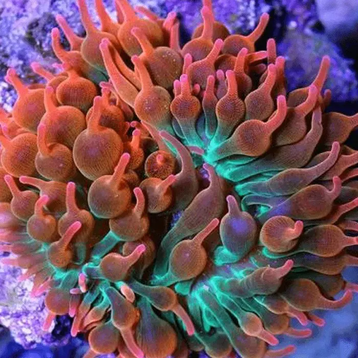Anémona burbuja tricolor acuario marino - 3