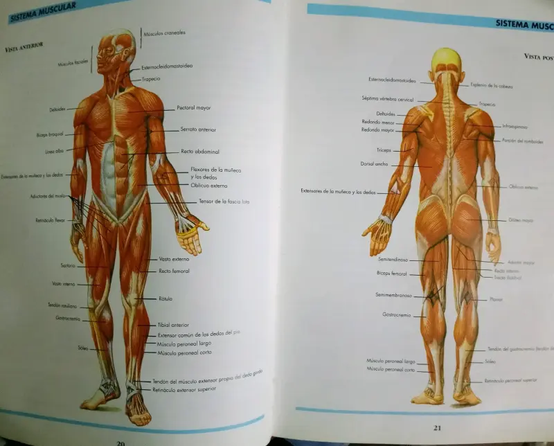 Atlas del Cuerpo Humano Océano - 3
