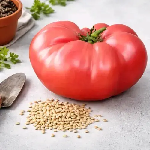 50 SEMILLAS DE TOMATE ROSADO CHILENO - 1