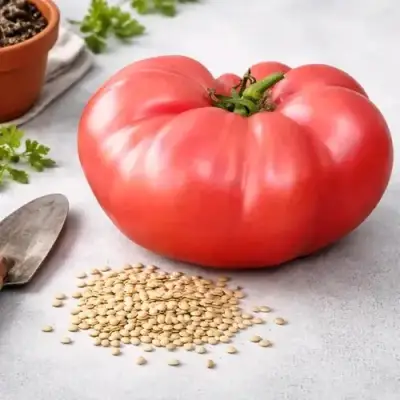 50 SEMILLAS DE TOMATE ROSADO CHILENO - miniatura 1