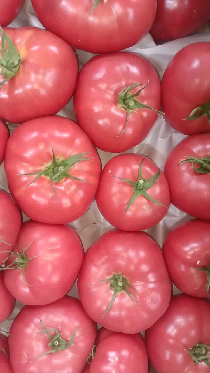 50 SEMILLAS DE TOMATE ROSADO CHILENO - 2