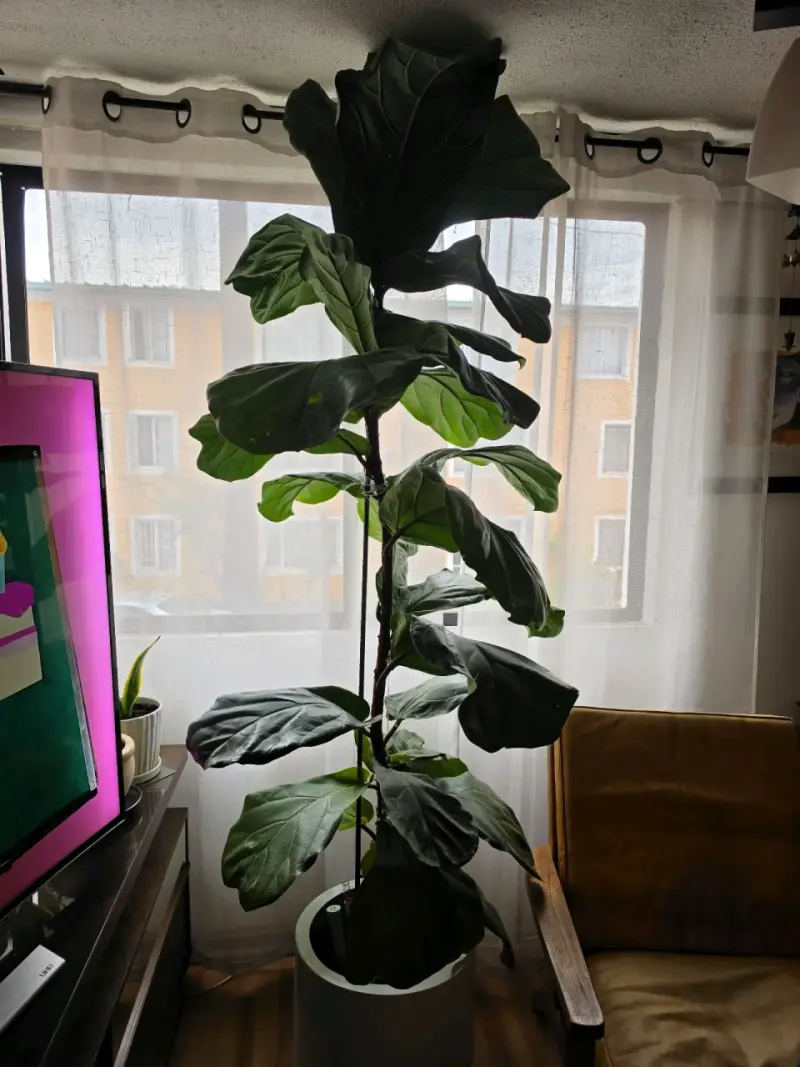 Planta Ficus Lyrata de Interior en Maceta