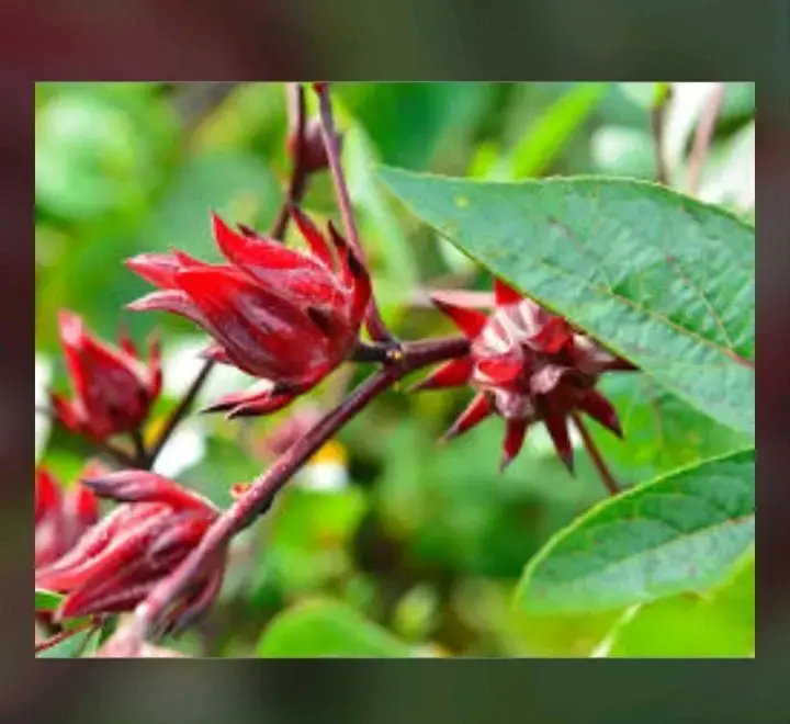 Té de flor de Jamaica - 2