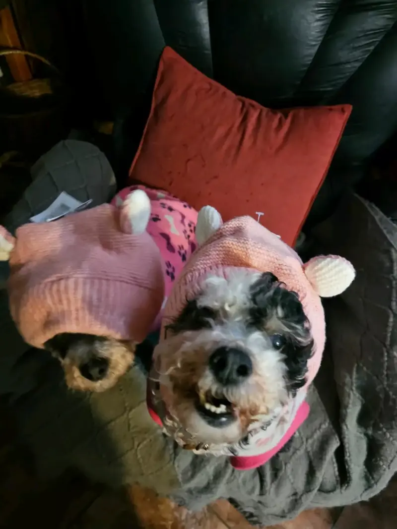 Gorros de lana para niños con diseño de perro - 5