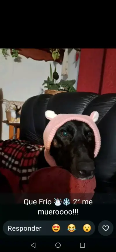 Gorros de lana para niños con diseño de perro - miniatura 6