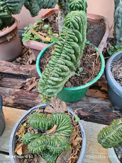 Cactus Cerebros ,medianos y grandes - miniatura 1