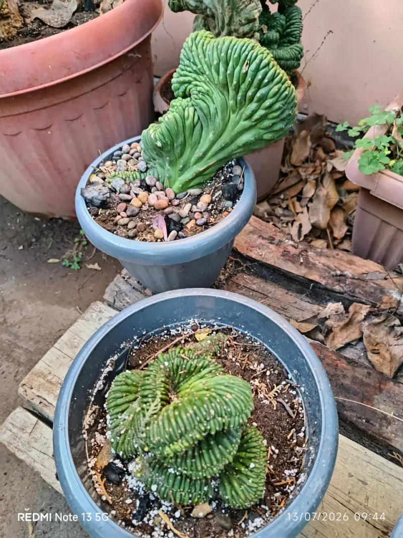 Cactus Cerebros ,medianos y grandes - 2