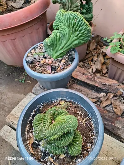 Cactus Cerebros ,medianos y grandes - miniatura 2
