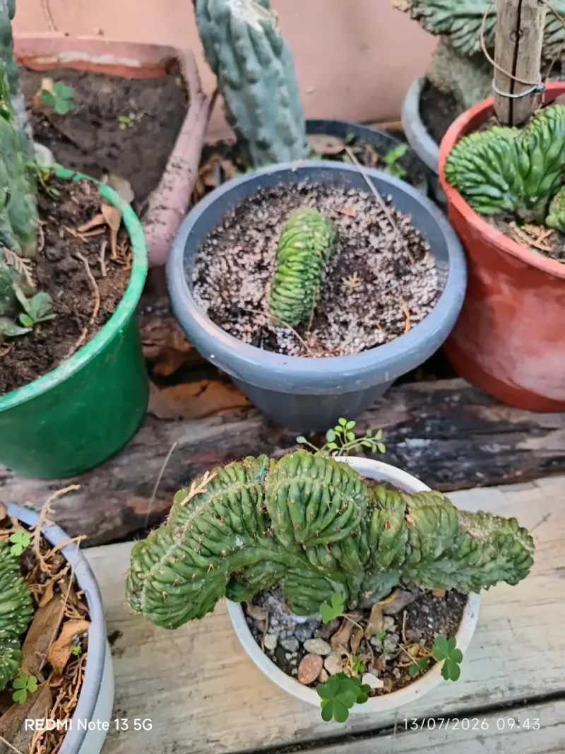 Cactus Cerebros ,medianos y grandes - 3