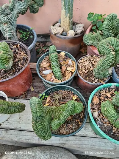 Cactus Cerebros ,medianos y grandes - miniatura 4