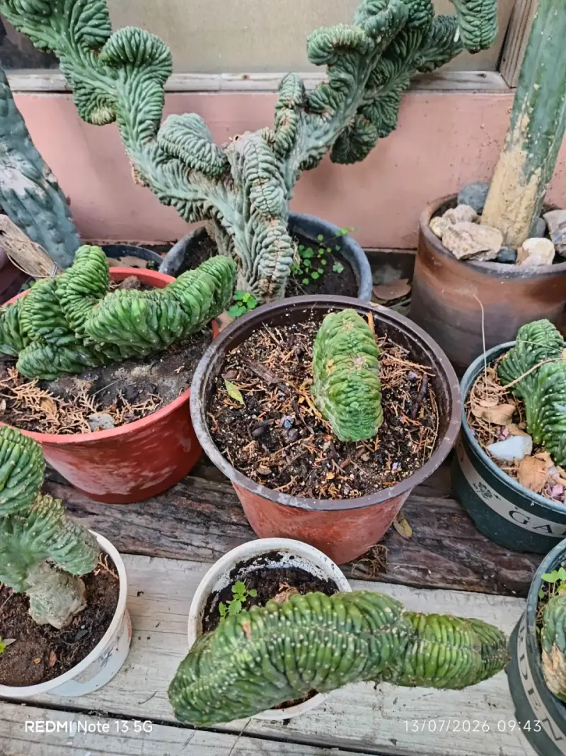 Cactus Cerebros ,medianos y grandes - 5