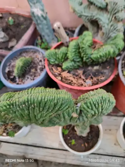 Cactus Cerebros ,medianos y grandes - miniatura 6