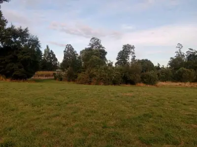 Se vende parcela cerca de osorno - miniatura 5