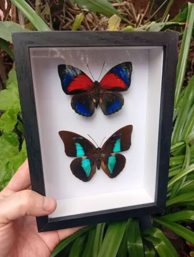 Cuadro decorativo con mariposas reales en marco negro - miniatura 1