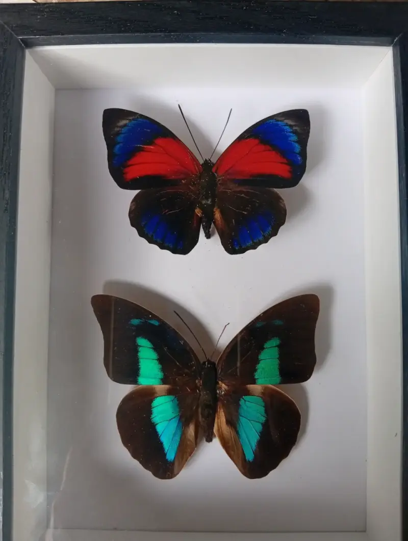 Cuadro decorativo con mariposas reales en marco negro - 2
