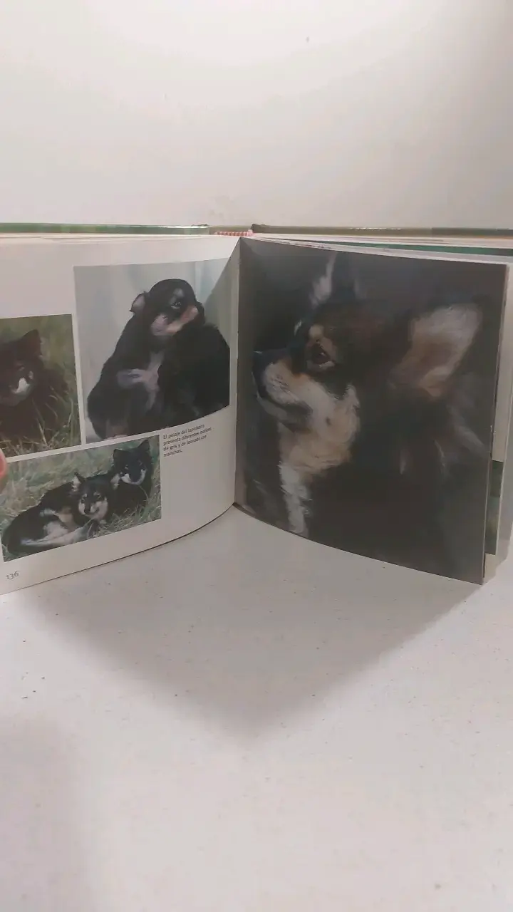 Libro Perros 1001 Fotos Editorial Tikal - 5