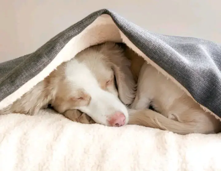 Cama perro con cubierta cálida y cómoda 60x45cm - 2