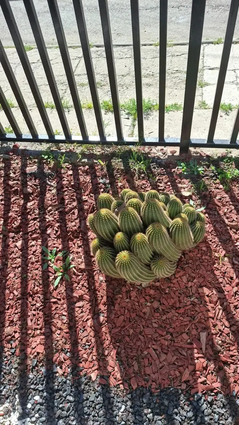 Cactus Echinopsis Cluster para Jardín