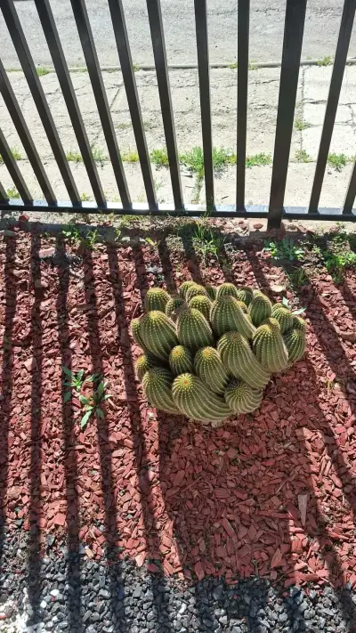 Cactus Echinopsis Cluster para Jardín - miniatura 1