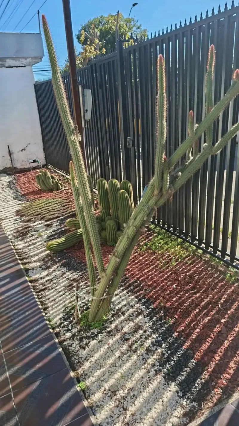 Cactus Echinopsis Cluster para Jardín - 2
