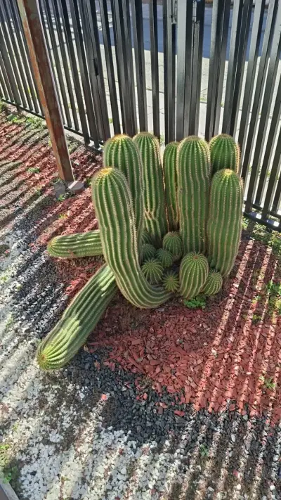 Cactus Echinopsis Cluster para Jardín - miniatura 3