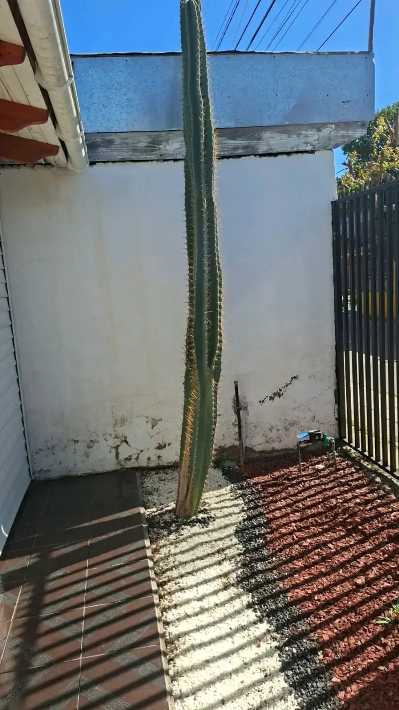 Cactus Echinopsis Cluster para Jardín - 4