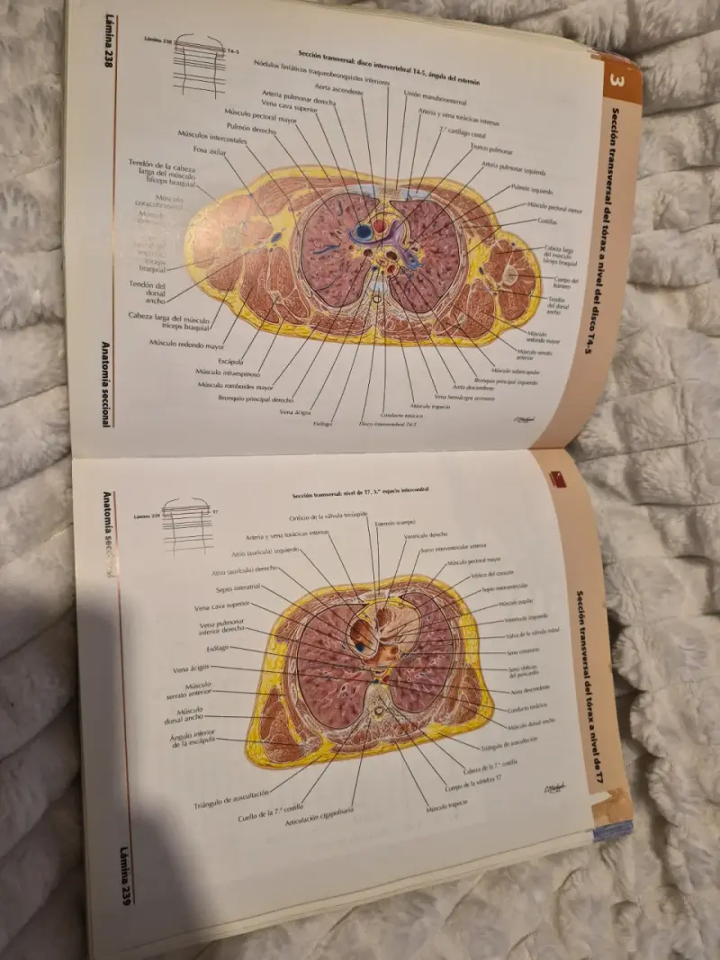 Atlas de Anatomía Humana 5ª Edición Frank H. Netter - 4
