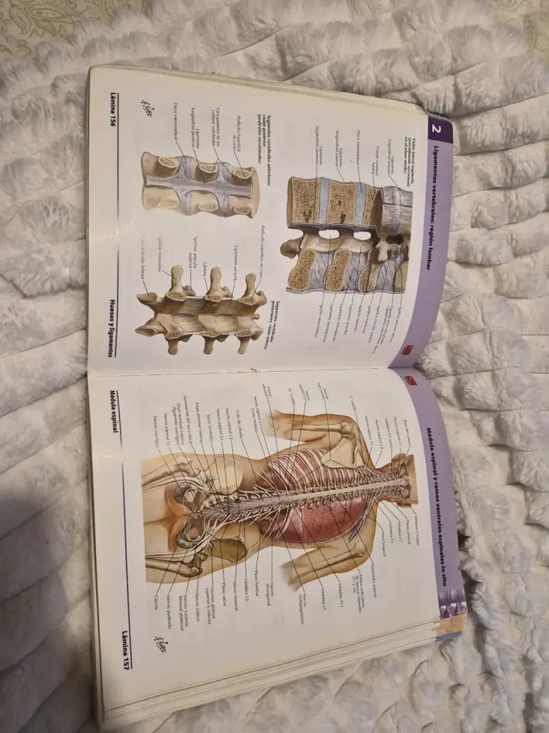 Atlas de Anatomía Humana 5ª Edición Frank H. Netter - 5