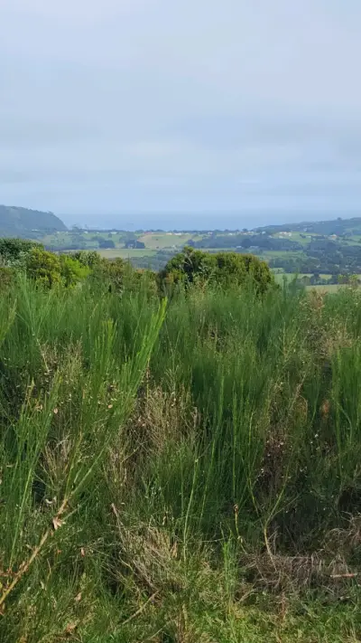 Campo de 7 Ha en Ancud Chiloé - miniatura 3